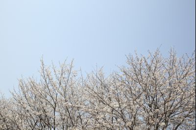 남양성모성지 봄꽃 풍경 (벚꽃, 진달래, 수선화, 제비꽃) Y-27.JPG