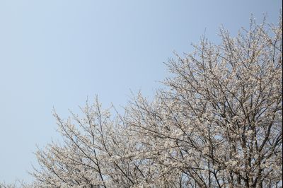 남양성모성지 봄꽃 풍경 (벚꽃, 진달래, 수선화, 제비꽃) Y-28.JPG