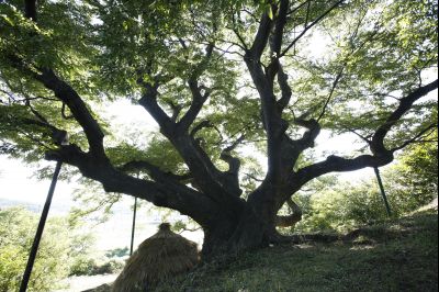 신외리 느티나무