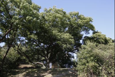 신외리 느티나무 K-3.JPG