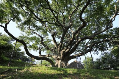 보호수 신외리 느티나무