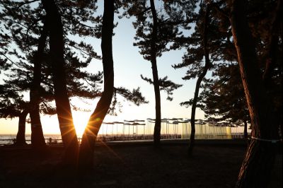궁평리 해변솔밭 및 낙조, 오솔 파빌리온 체험형 예술작품 A-17.JPG