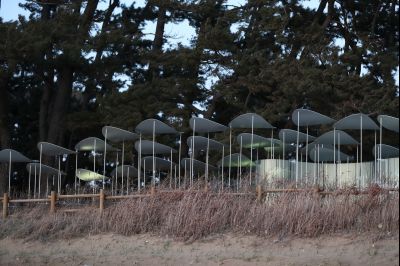 궁평리 해변솔밭 및 낙조, 오솔 파빌리온 체험형 예술작품 A-50.JPG