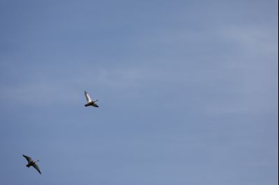 백미리에서 만난 저어새, 노랑부리저어새  Y-159.JPG