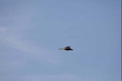백미리에서 만난 저어새, 노랑부리저어새  Y-166.JPG