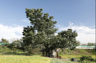 금의리 느티나무 보호수 Y-2.JPG