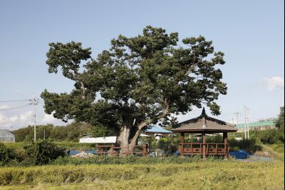 금의리 느티나무 보호수 Y-4.JPG