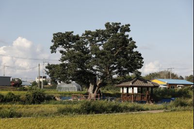 금의리 느티나무 보호수 Y-7.JPG