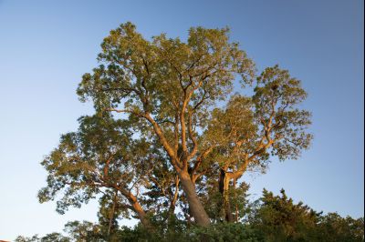 매향리 회화나무