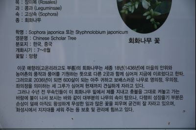 매향리 회화나무 Y-9.JPG