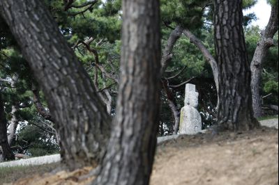 신빈김씨묘역 소나무 풍경 Y-6.JPG