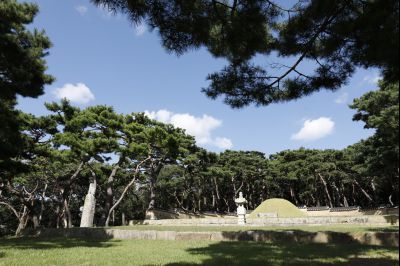 신빈김씨묘역 소나무 풍경 Y-7.JPG
