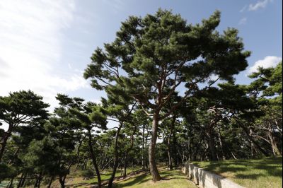 신빈김씨묘역 소나무 풍경 Y-8.JPG