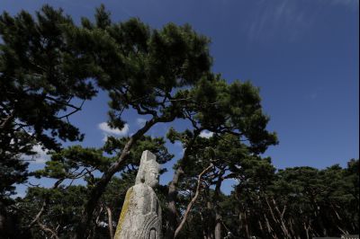 신빈김씨묘역 소나무 풍경 Y-12.JPG