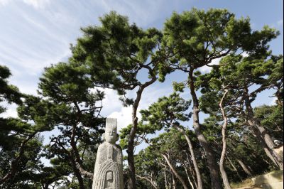 신빈김씨묘역 소나무 풍경 Y-18.JPG