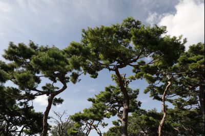 신빈김씨묘역 소나무 풍경 Y-22.JPG