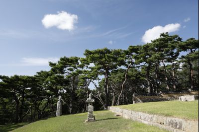 신빈김씨묘역 소나무 풍경 Y-28.JPG