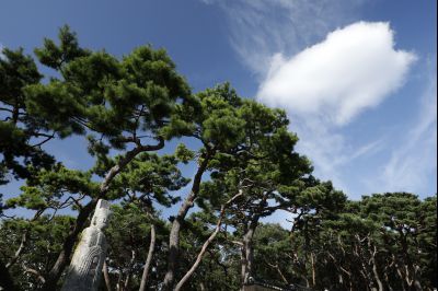 신빈김씨묘역 소나무 풍경 Y-39.JPG