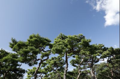 신빈김씨묘역 소나무 풍경 Y-45.JPG