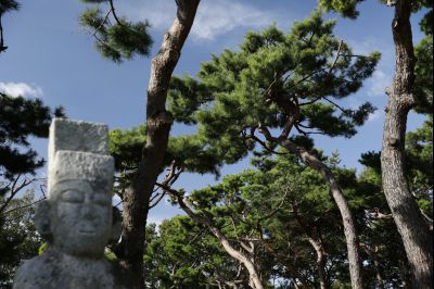 신빈김씨묘역 소나무 풍경 Y-46.JPG