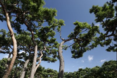 신빈김씨묘역 소나무 풍경 Y-47.JPG