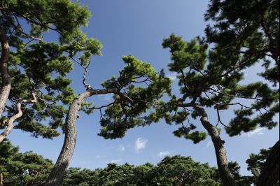 신빈김씨묘역 소나무 풍경 Y-48.JPG