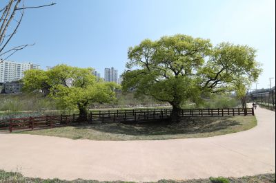 장지천 느티나무 A-06.JPG