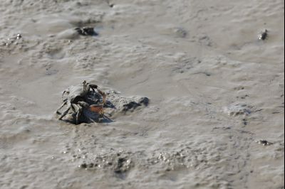 궁평항 및 화성습지 매향리 갯벌의 칠게 Y-2.JPG