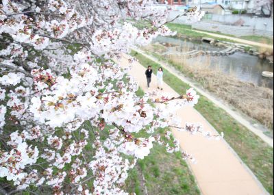 발안천 벚꽃 풍경