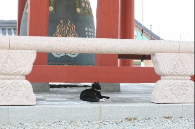 용주사 천보루 보물지정 기념식 당일 천보루 풍경 0D0A2785_resize.jpg