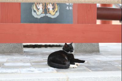 용주사 천보루 보물지정 기념식 당일 천보루 풍경 0D0A2790_resize.jpg