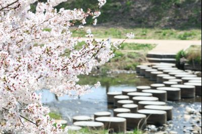 발안천 벚꽃길 풍경 C1KS5249_resize.JPG