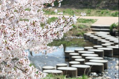 발안천 벚꽃길 풍경 C1KS5250_resize.JPG