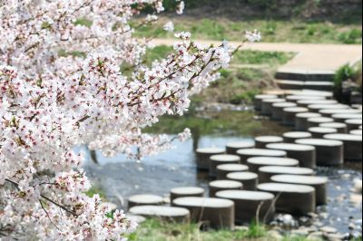 발안천 벚꽃길 풍경 C1KS5251_resize.JPG