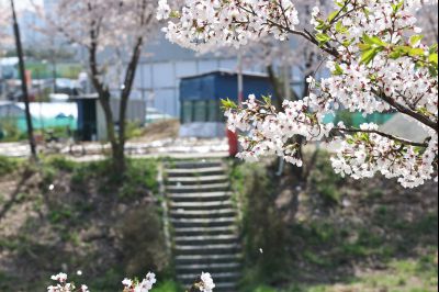 발안천 벚꽃길 풍경 C1KS5252_resize.JPG