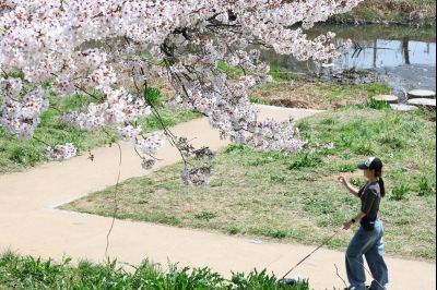 발안천 벚꽃길 풍경 C1KS5256_resize.JPG