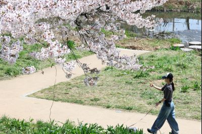 발안천 벚꽃길 풍경 C1KS5257_resize.JPG