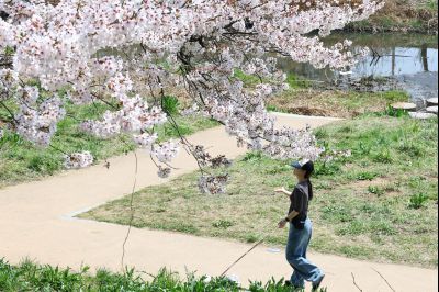 발안천 벚꽃길 풍경 C1KS5258_resize.JPG