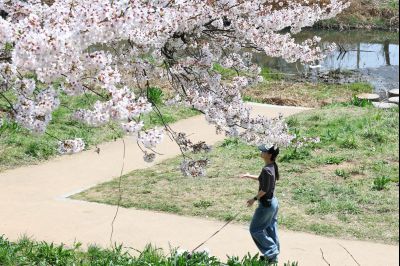 발안천 벚꽃길 풍경 C1KS5259_resize.JPG