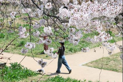 발안천 벚꽃길 풍경 C1KS5260_resize.JPG