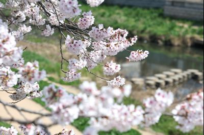 발안천 벚꽃길 풍경 C1KS5053_resize.JPG
