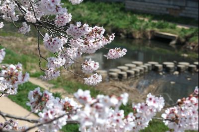 발안천 벚꽃길 풍경 C1KS5054_resize.JPG