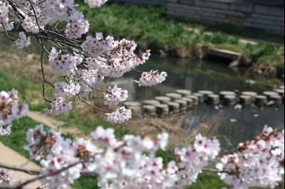 발안천 벚꽃길 풍경 C1KS5055_resize.JPG