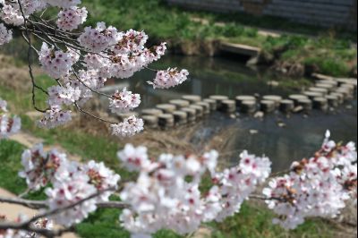 발안천 벚꽃길 풍경 C1KS5058_resize.JPG