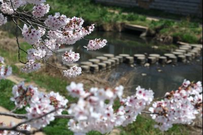 발안천 벚꽃길 풍경 C1KS5059_resize.JPG