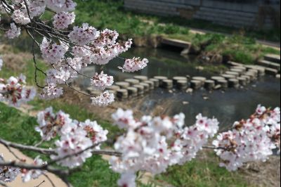 발안천 벚꽃길 풍경 C1KS5060_resize.JPG