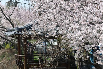 발안천 벚꽃길 풍경 C1KS5064_resize.JPG