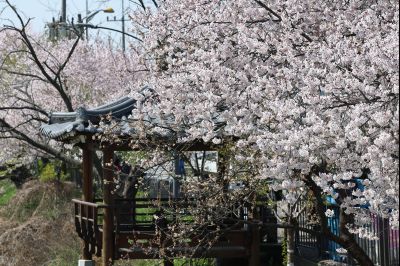 발안천 벚꽃길 풍경 C1KS5066_resize.JPG