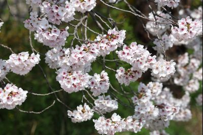 발안천 벚꽃길 풍경 C1KS5067_resize.JPG