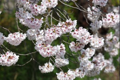 발안천 벚꽃길 풍경 C1KS5068_resize.JPG